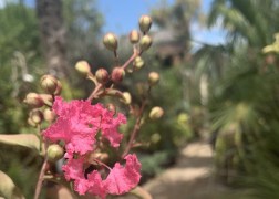 Lagerstroemia indica indian